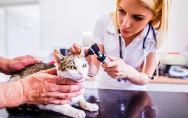 Cat during having otoscope examination at veterinary clinic.