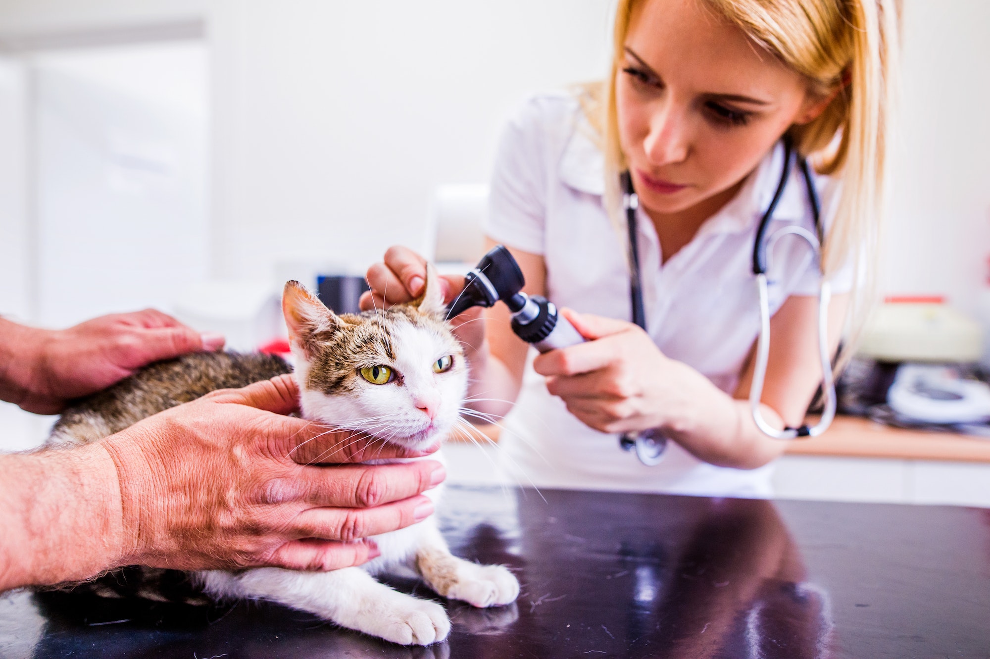Cat during having otoscope examination at veterinary clinic.