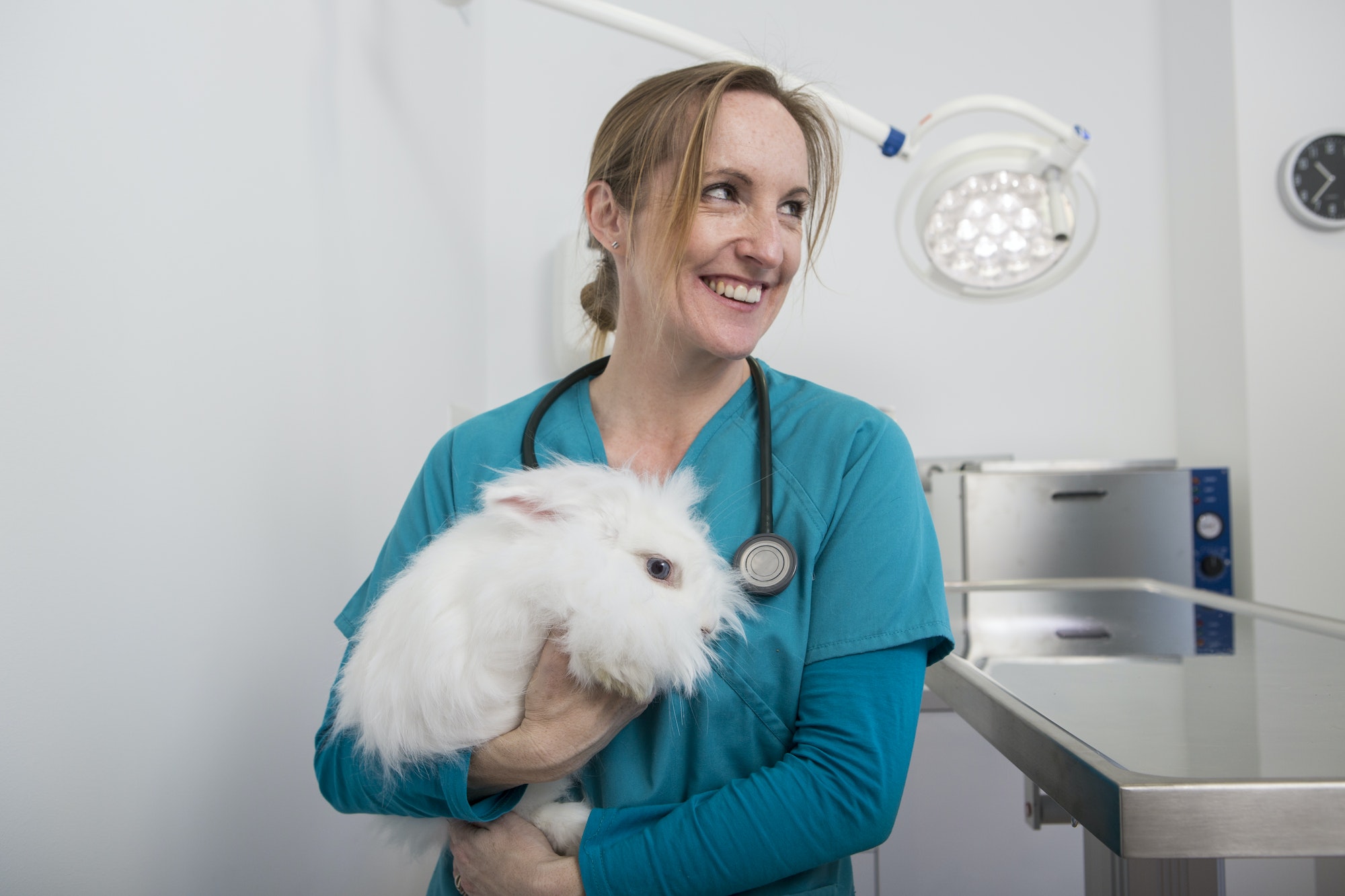 Vets carrying angora rabbit